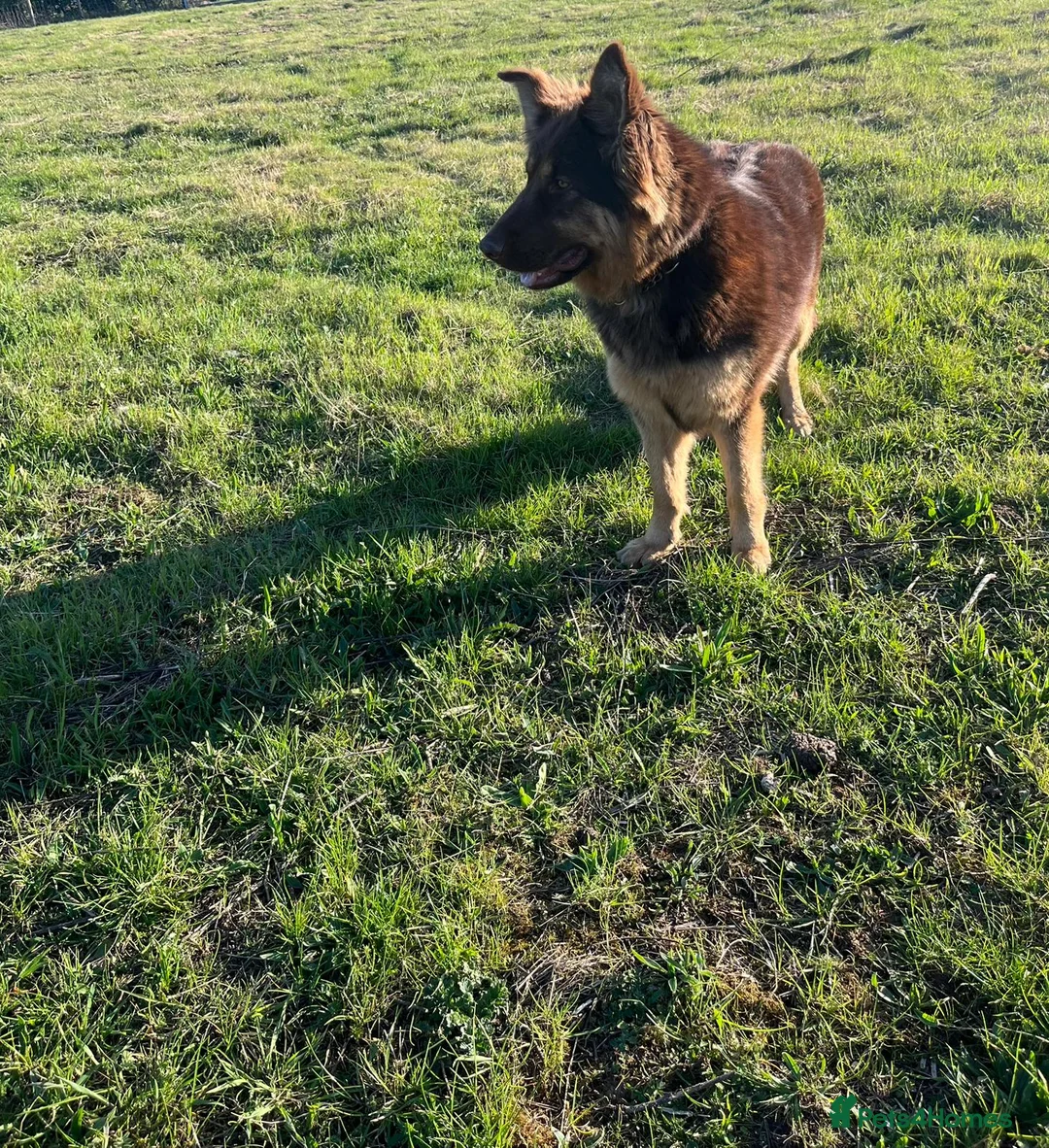German Shepherd dogs for sale: Ready now  in Gillingham - Advert 10