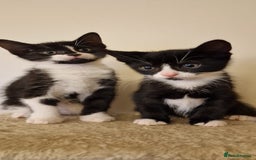 British Shorthair cats for sale: 8 week old BSH kittens - Image 8