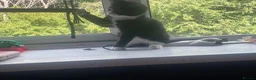 Mixed Breed cats for sale: kitten in Leeds - Advert 5