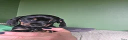 Miniature Dachshund dogs for sale: 🤍Health tested miniture dachshund🤍 - Advert 2