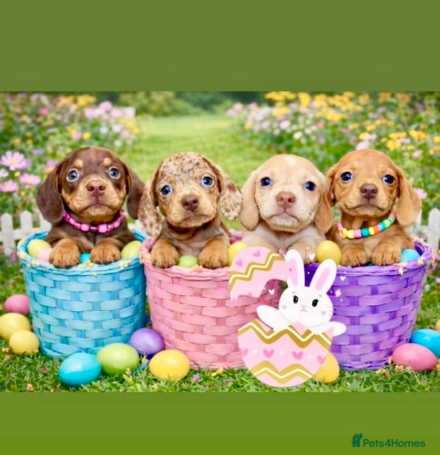 Miniature Dachshund dogs 🩷✨ extra small Dachshund pups KC kanninchen 🩷✨  - Advert 1