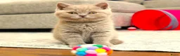 British Shorthair cats for sale: Chunky Teddy Bear ✨ Pure British Shorthair Kittens - Advert 5