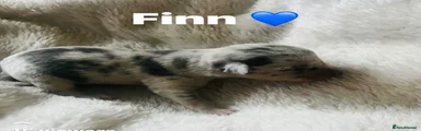 Finn 💙