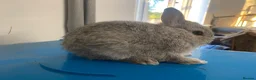 Netherland Dwarf rabbits for sale: Beautiful Netherland Dwarf babies  - Advert 4