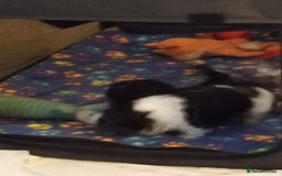 Shih Tzu dogs for sale: Beautiful male full shihzue puppies needing homes - Image 7