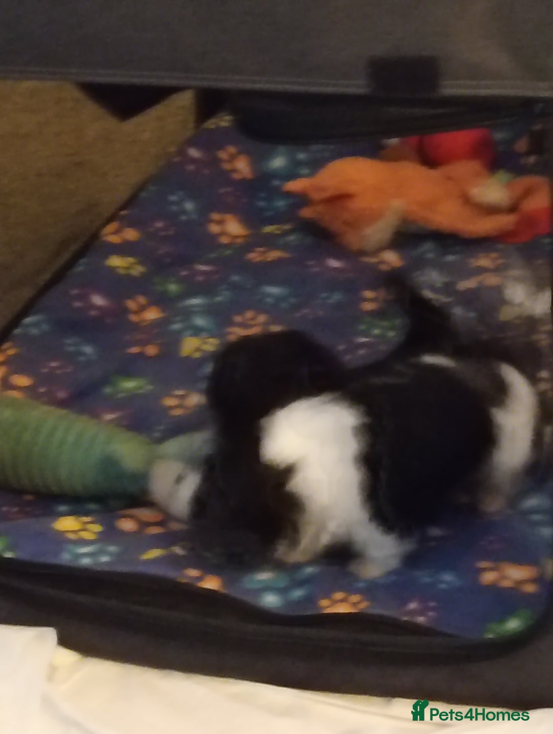 Shih Tzu dogs for sale: Beautiful male full shihzue puppies needing homes - Image 7