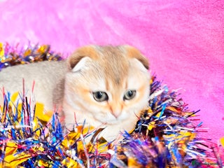 Scottish Fold cats High quality TICA pedigree kittens - Advert 6