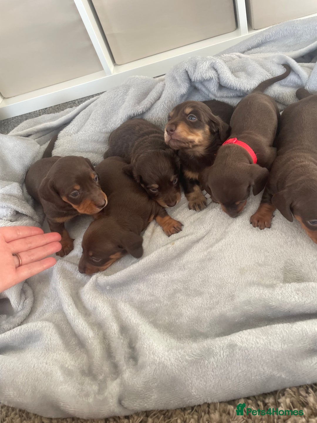 Dachshund dogs for sale: 6 boy dachshund puppies  - Advert 16