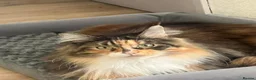 Maine Coon cats for sale: Last 2 Maine coon kittens  in Newton Aycliffe - Advert 4