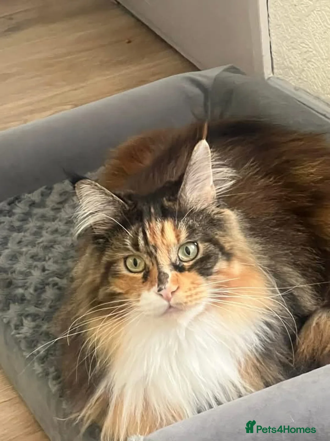 Maine Coon cats for sale: Last 2 Maine coon kittens  in Newton Aycliffe - Advert 4