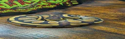 Python Snake reptiles for sale: Enchi stranger 100% het clown  - Advert 5