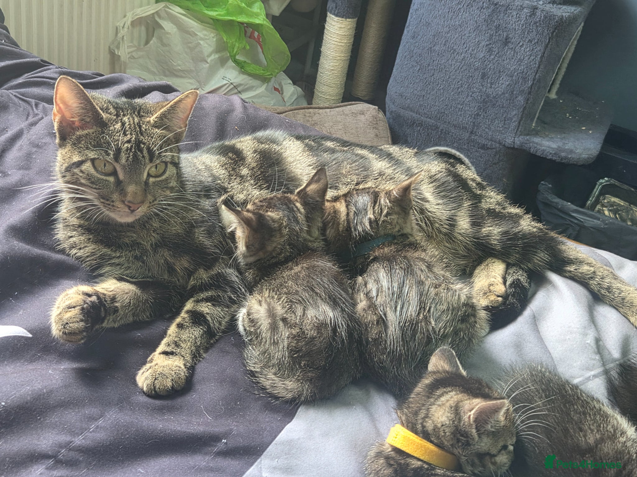 Mixed Breed cats All female kittens - Advert 1