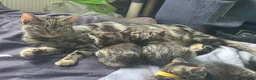 Mixed Breed cats for sale: All female kittens - Advert 1