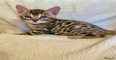 Bengal cats - Advert 4