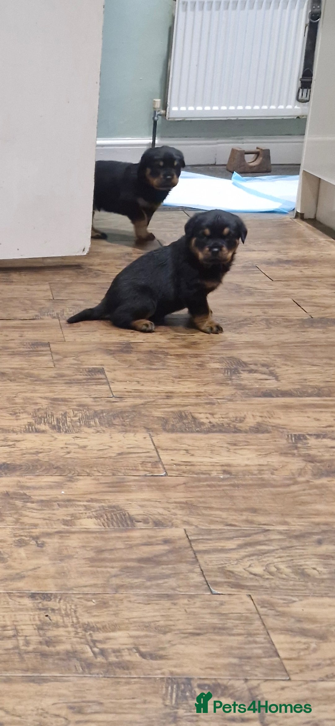 Rottweiler dogs for sale: Fabulous German bloodline pups - Image 15