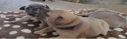French Bulldog dogs for sale: Beautiful litter of 4 French bulldog - Advert 13