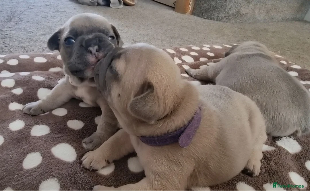French Bulldog dogs for sale: Beautiful litter of 4 French bulldog - Advert 13