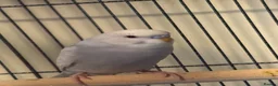 Budgerigars birds for sale: Baby Budgies’s for sale - Advert 8