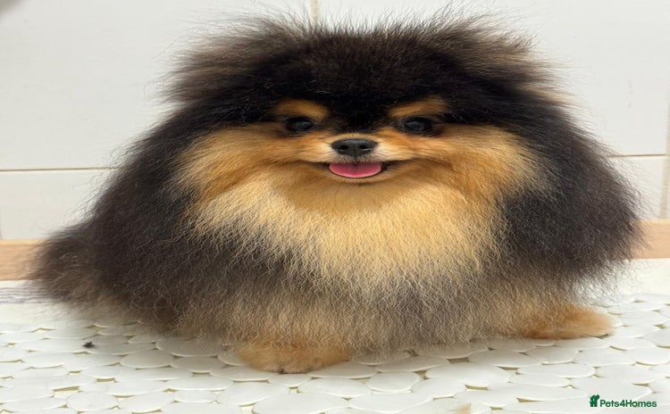 Pomeranian dogs - Advert 16