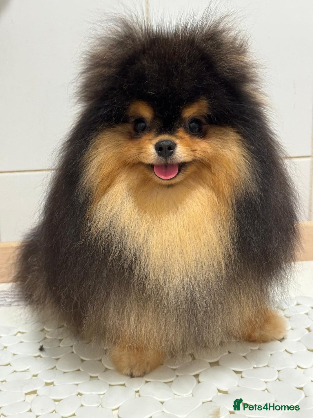 Pomeranian dogs for sale: Cute Black and Tan Pomeranian boy - Image 1