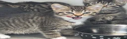 Mixed Breed cats for sale: 4 beautiful kittens  - Advert 12