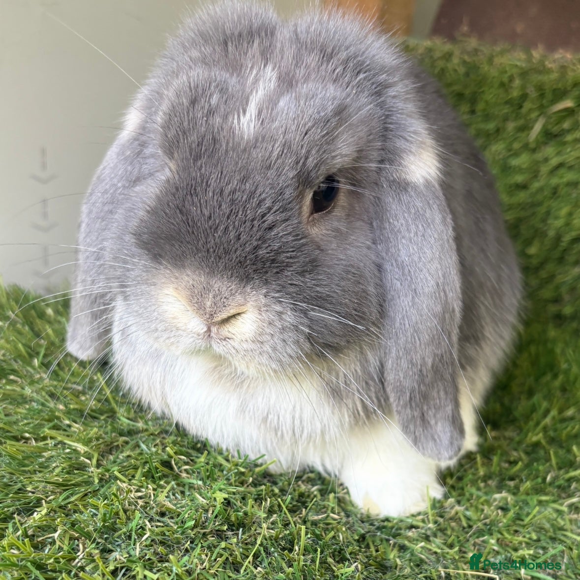 Mini Lop rabbits Stunning mini lop babies - Advert 1
