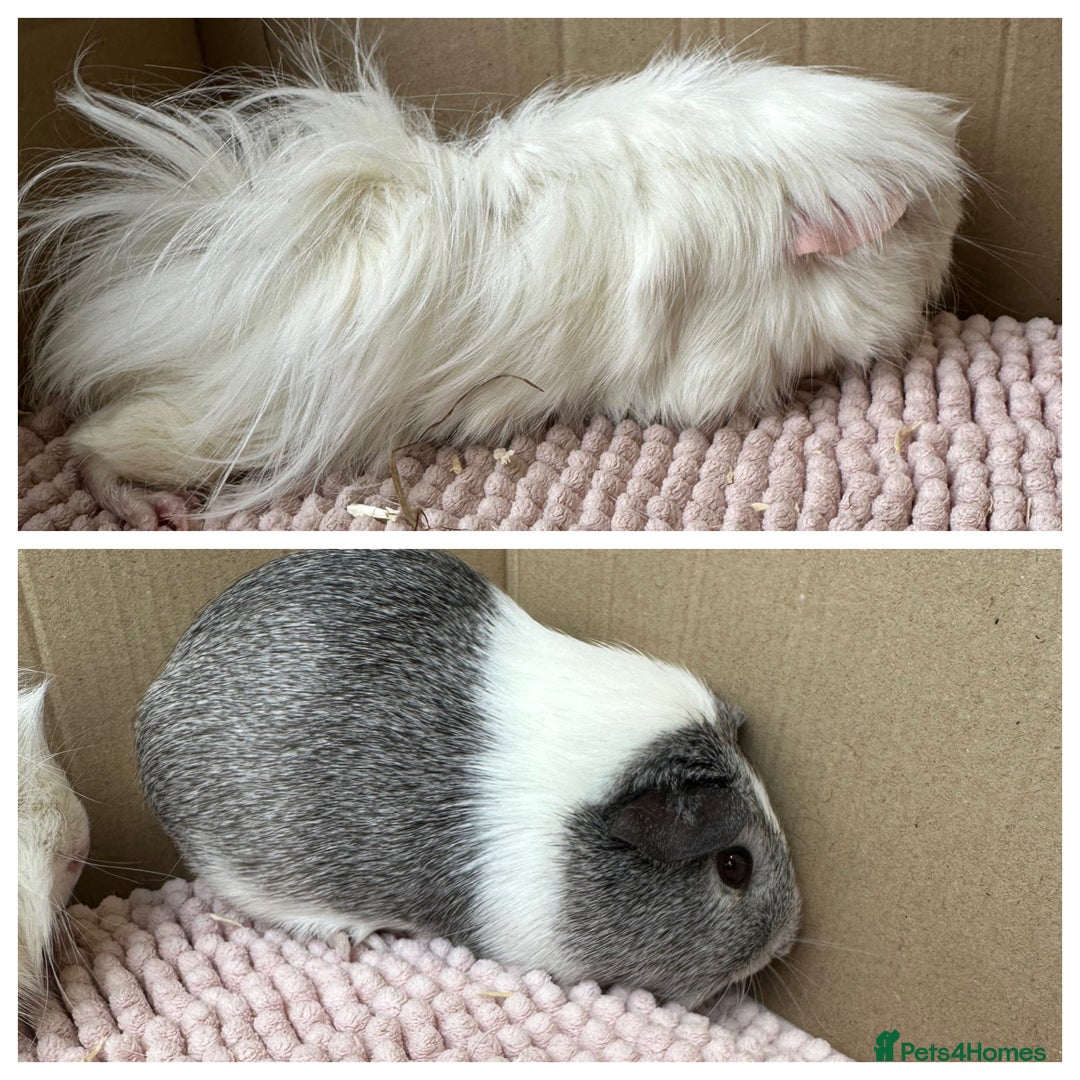 Guinea Pig rodents for sale: Young Guinea pigs  - Image 7
