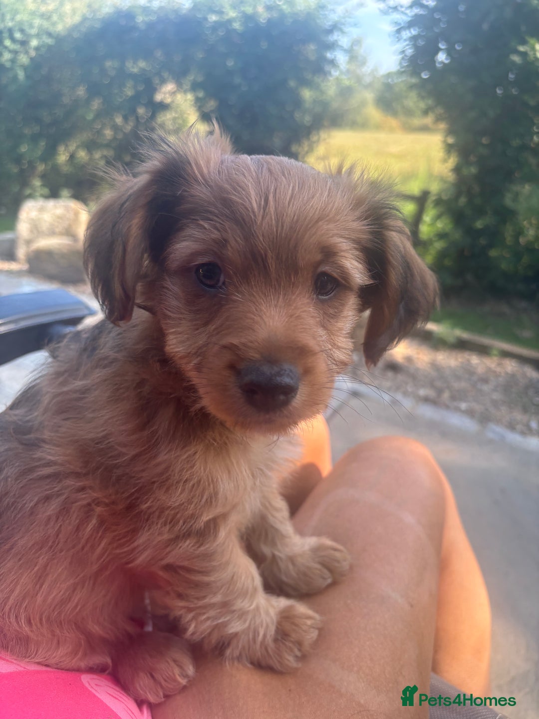 Mixed Breed dogs for sale:  Cockerainan   - Image 4