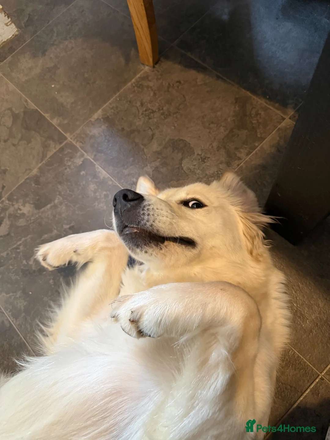 Golden Retriever dogs for stud: KC Registered Golden Retriever For Stud - Advert 6
