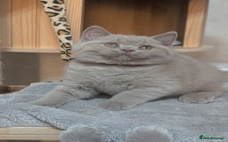 British Shorthair cats for sale: Only one boy available 💜🐾 - Image 6