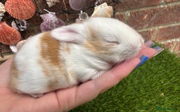 Mini Lop rabbits for sale: Stunning mini lops - Image 24