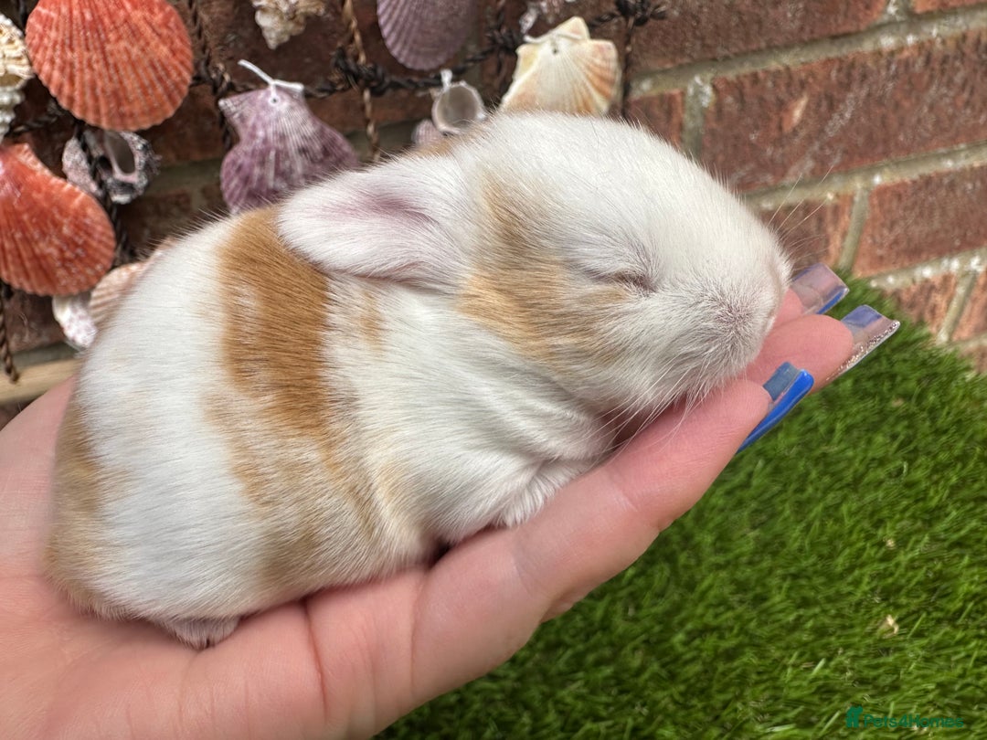 Mini Lop rabbits for sale: Stunning mini lops - Image 24