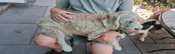 Bocker dogs for sale: Beautiful mix Cocker Spaniel Beagle X - Advert 3