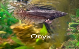 Bettas fish for sale: 6x Female Betta - Image 3
