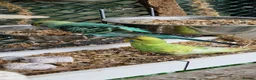 Budgerigars birds for sale: Budgies available 9 weeks old £45 each - Advert 11