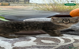 Bengal cats for sale: Looking for a Loving Home for our sweet kitten - Advert 5