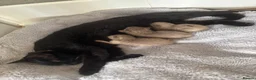 Mixed Breed cats for sale: 2 chestnut kittens for sale  - Advert 2