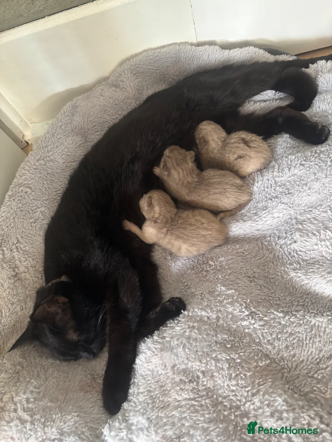Mixed Breed cats for sale: 2 chestnut kittens for sale  - Advert 2