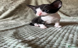 Cornish Rex cats for sale: 2 male Rex kittens - Image 4