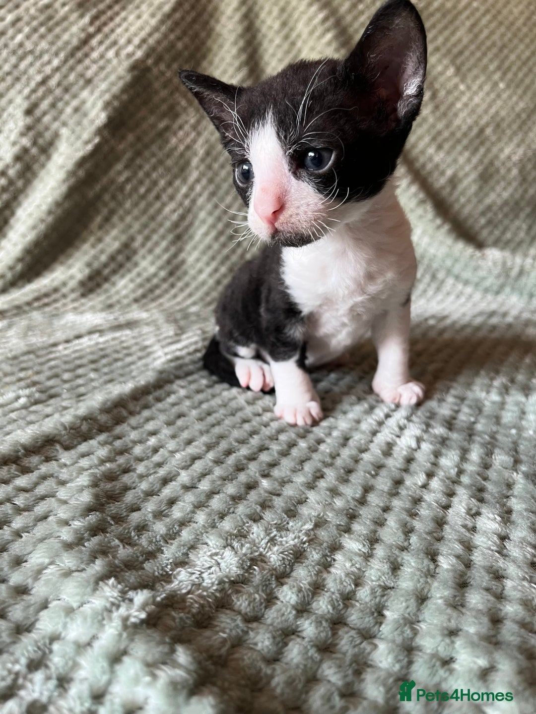 Cornish Rex cats for sale: 2 male Rex kittens - Image 4