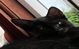 Mixed Breed cats for sale: A black cat - Image 10