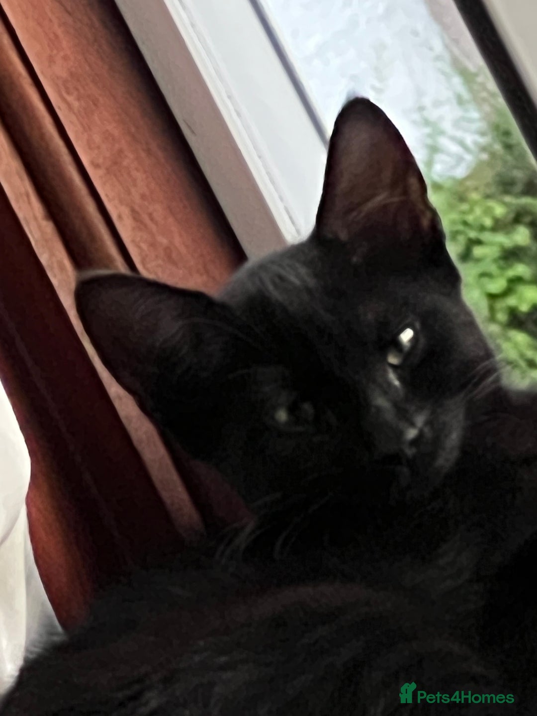 Mixed Breed cats for sale: A black cat - Image 10