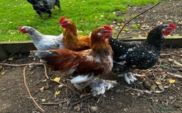 Chickens poultry for sale: Hybrid pekin bantams hatched from June 2025  - Image 4