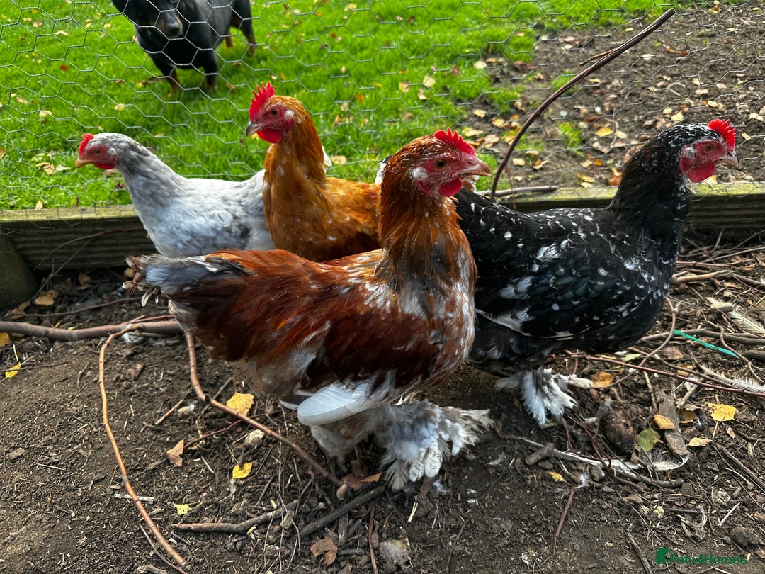Chickens poultry for sale: Hybrid pekin bantams hatched from June 2025  - Image 4