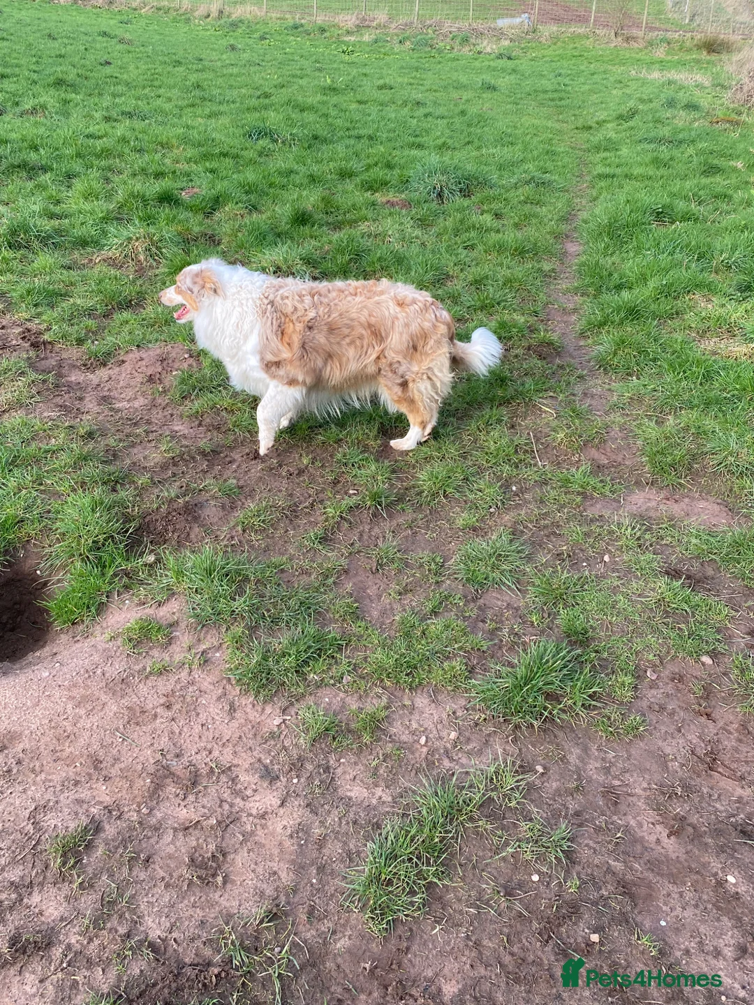 Border Collie dogs for sale: Pure border collie adult - Advert 2