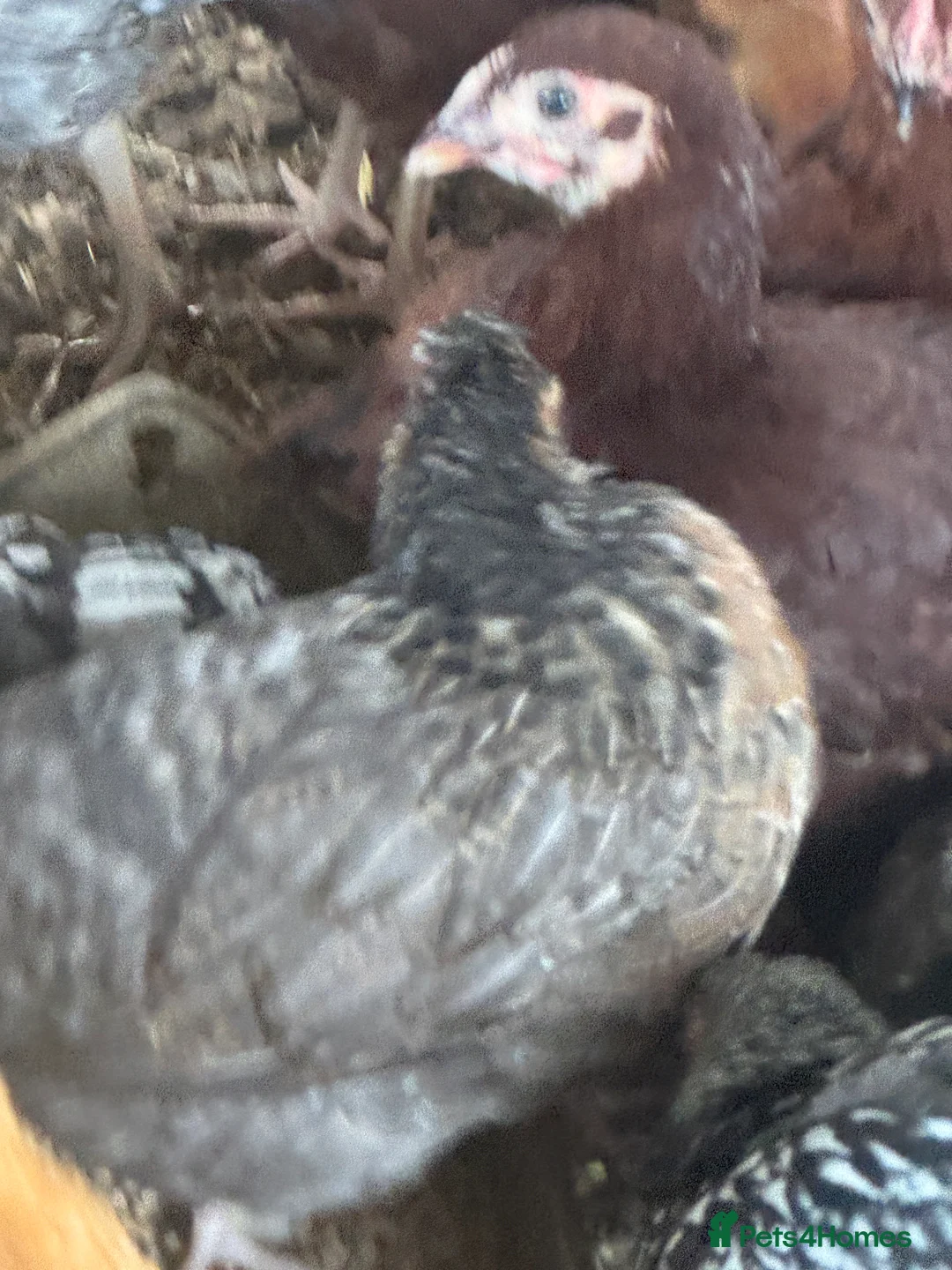 Chickens poultry for sale: Trio of crested cream legbars blue egg layers  - Advert 3