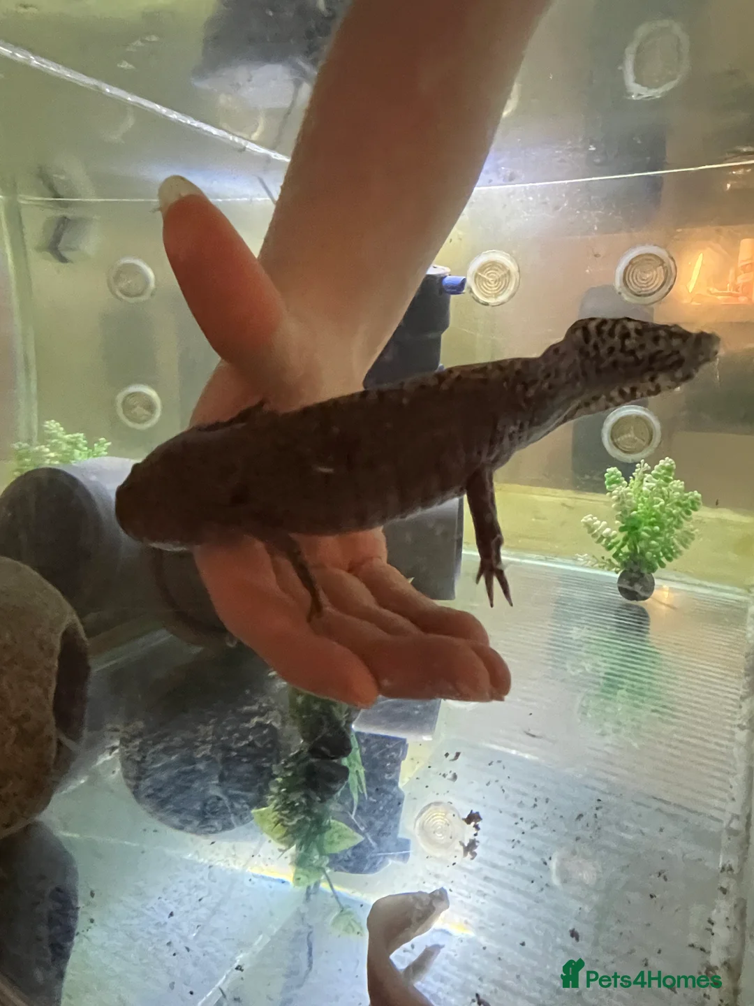Axolotl reptiles for sale: Mixed pair of Axolotls with Tank - Advert 5