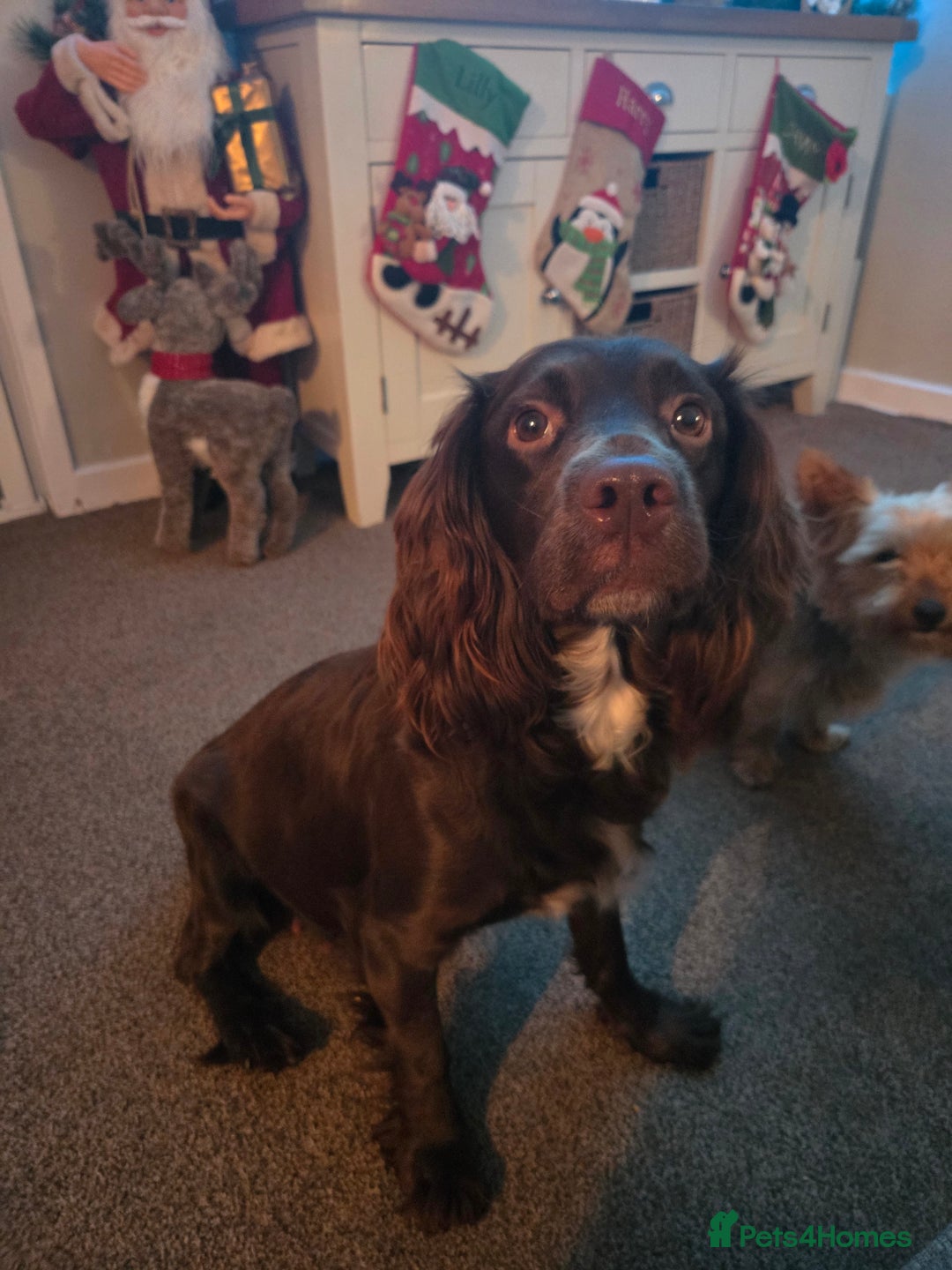 Sprocker dogs for sale: Sprocker puppies for sale - Advert 1