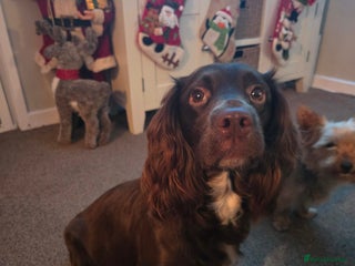 Sprocker dogs Sprocker puppies for sale - Advert 1