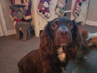 Sprocker dogs Sprocker puppies for sale - Advert 6